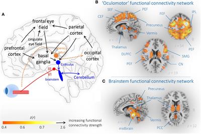 Frontiers | Structural And Functional Brain Mapping Correlates Of ...